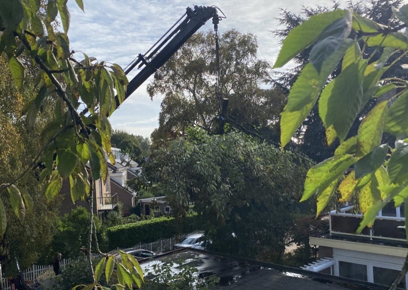 Boomtop werk met hoogwerker - Professioneel bomen snoeien